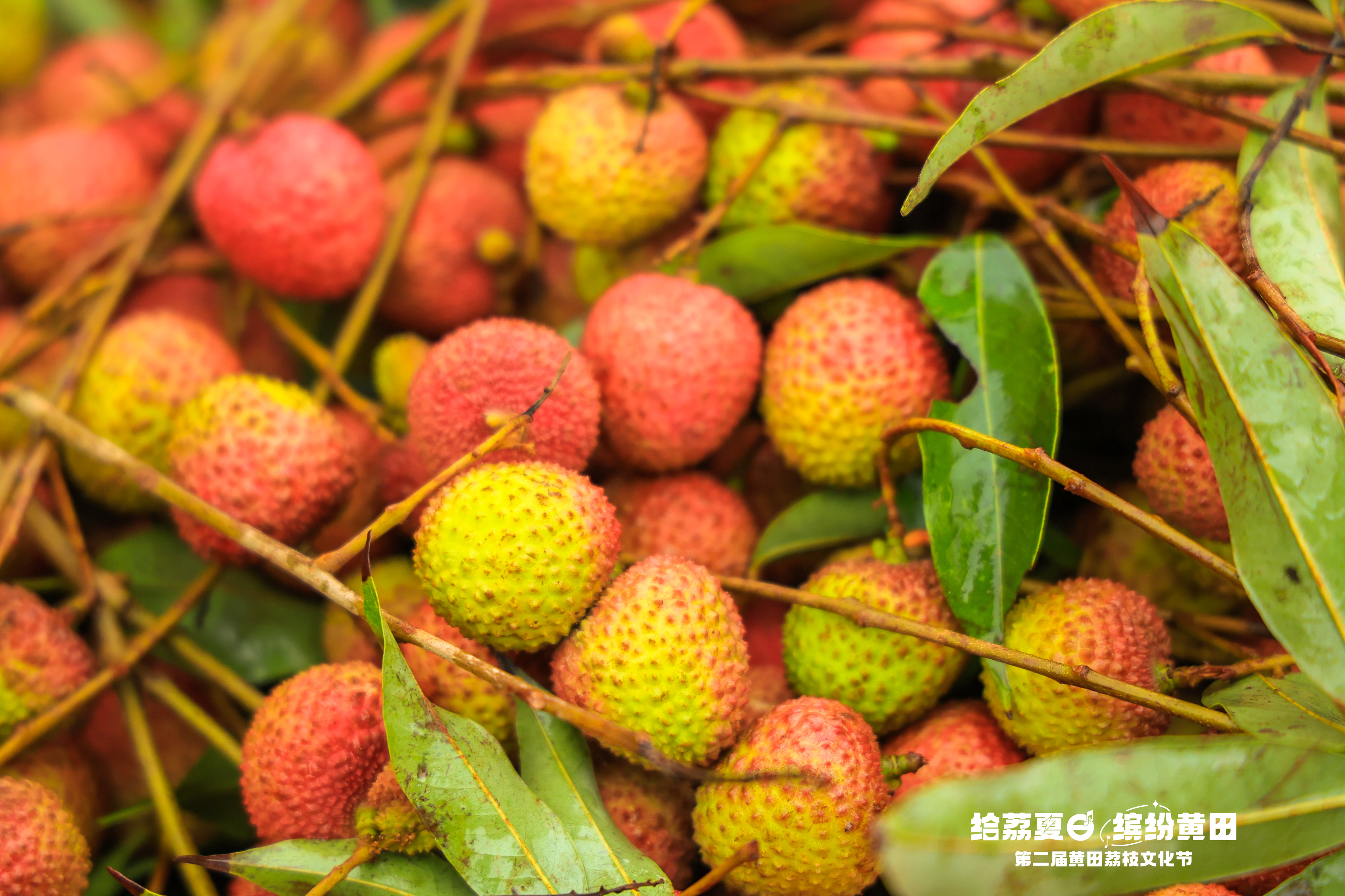 黄田荔枝 黄田荔枝